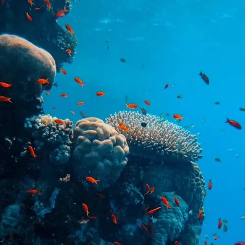 Full-Day Adventure with Scuba Diving